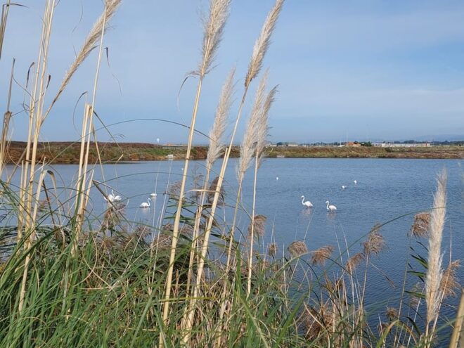 From Aveiro/Ilhavo: Barra, Costa Nova, and Vista Alegre Tour - Itinerary Details