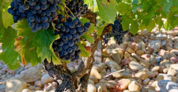 From Avignon : Afternoon Prestige Châteauneuf-du-Pape Wine - Vineyards of the Rhône Valley