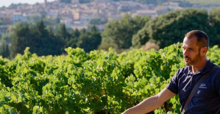 From Avignon: Afternoon Wine Tour Châteauneuf Du Pape - Activity Details