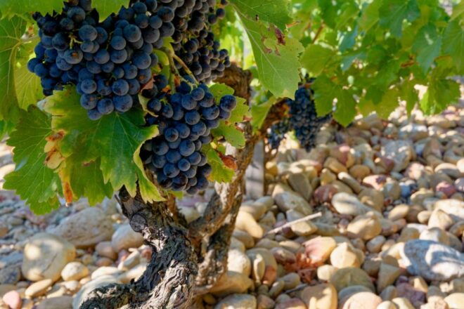 From Avignon: Afternoon Wine Tour Châteauneuf Du Pape - Common Questions