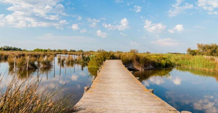 From Avignon: Half-Day Camargue and Saintes-Maries-de-la-Mer - Activity Details