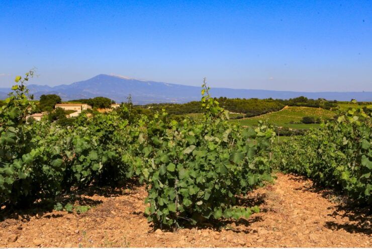 From Avignon: Half-Day Great Vineyards Tour - Tour Highlights