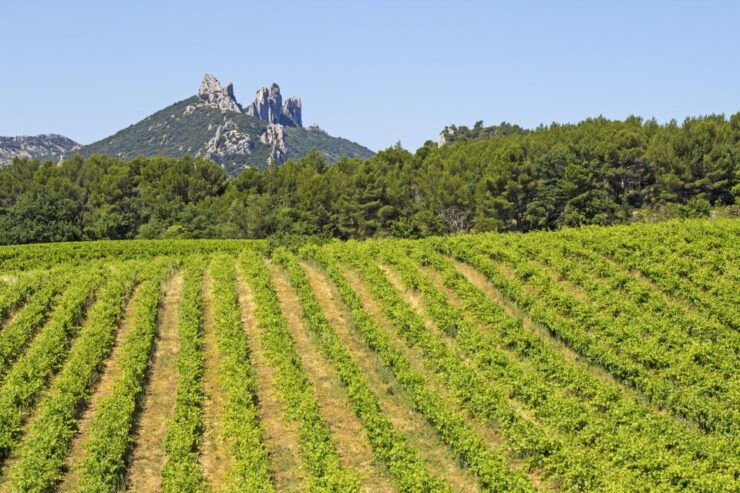 From Avignon: Half-Day Great Vineyards Tour - Wine Tasting Experience