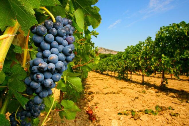 From Avignon: Half-Day Great Vineyards Tour - Expert Guided Tour