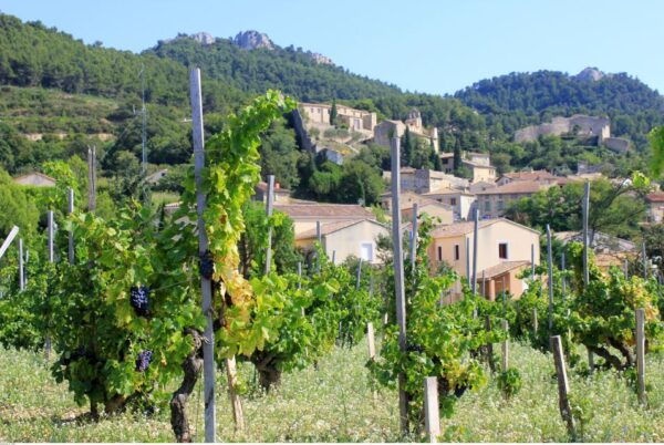 From Avignon: Half-Day Great Vineyards Tour - The Sum Up