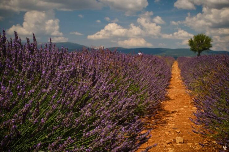 From Avignon: Lavender & Luberon Villages - Lavender Fields at Sénanque Abbey