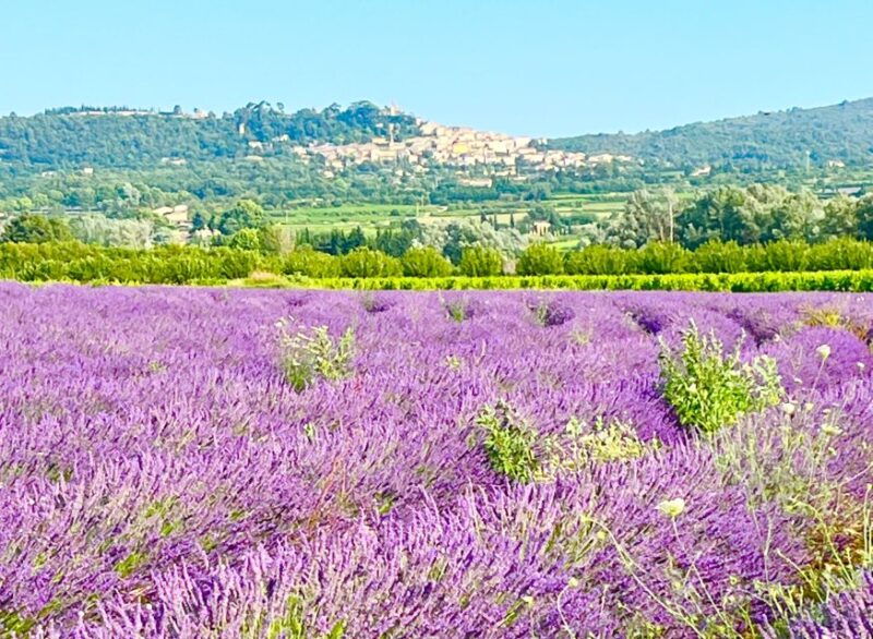 From Avignon: Lavender Tour Around Valensole or Sault - Itinerary for Valensole Tour