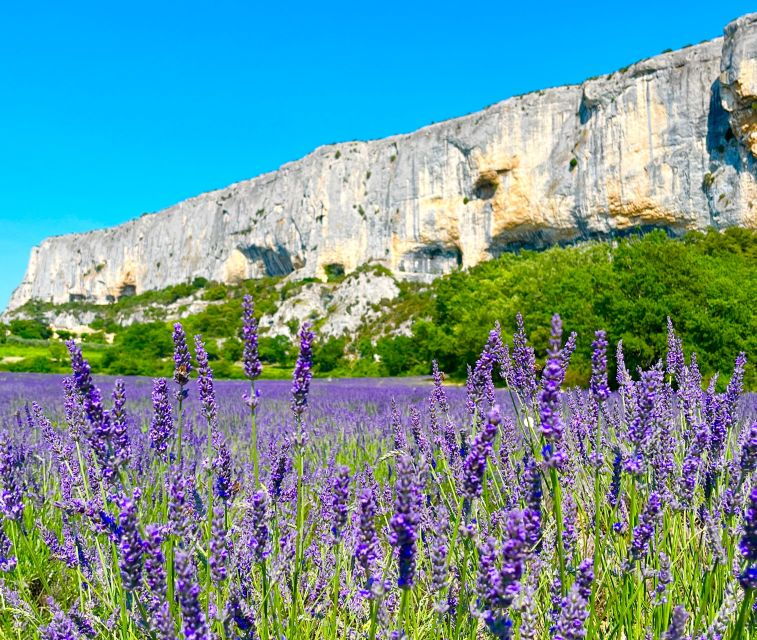 From Avignon: Lavender Tour Around Valensole or Sault - Itinerary for Sault Tour