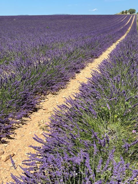 From Avignon: Lavender Tour Around Valensole or Sault - Frequently Asked Questions