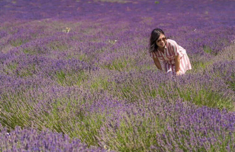From Avignon: Lavender Villages Full-Day Tour - Meeting Point and What to Bring