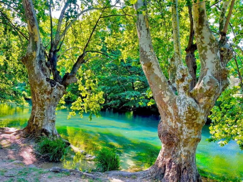 From Avignon: Provence Highlights Full-Day Tour - What Travelers Say: Authentic Insights