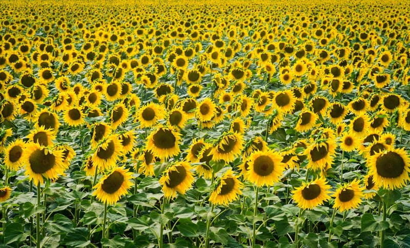 From Avignon: Van Gogh's sites and Roman monuments - Who Will Love This Tour?