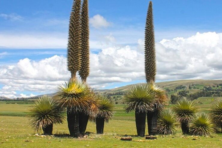 From Ayacucho: Tour to Vilcashuaman, the Inca Route - Good To Know