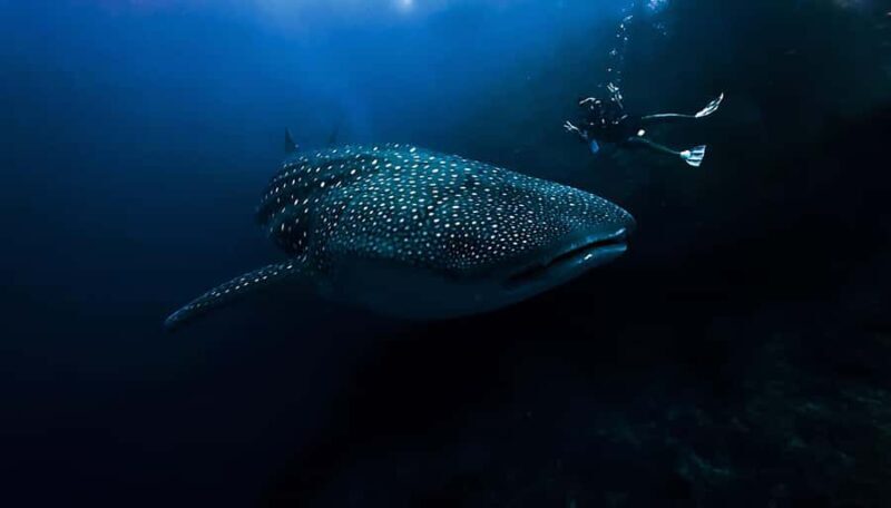 From Bali: Beginner Scuba Diving to Nusa Penida & Lembongan - An Introduction to the Tour Experience