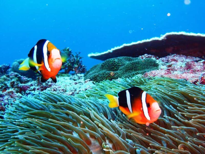 From Bali: Beginner Scuba Diving to Nusa Penida & Lembongan - Final Thoughts