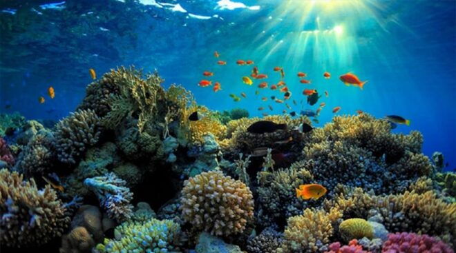 From Bali: Explore West Nusa Penida With Snorkeling - Tips for a Great Experience
