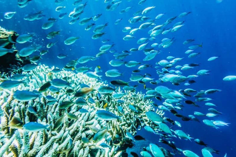 From Bali: Half Day Snorkeling 3 Spots to Lembongan & Penida - Good To Know