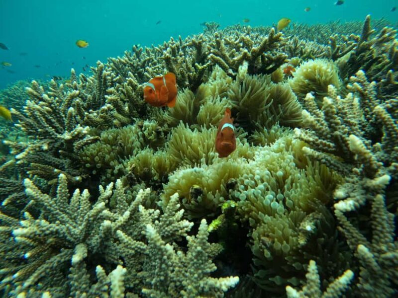 From Bali: Half Day Snorkeling 3 Spots to Lembongan & Penida - Transportation, Timing, and Practical Details