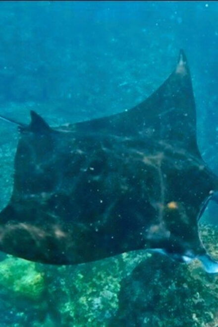 From Bali: Manta Rays Snorkeling & Nusa Lembongan Tour - Snorkeling Experience