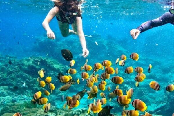 From Bali: Manta Rays Snorkeling & Nusa Lembongan Tour - Customer Reviews and Ratings