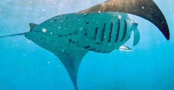 From Bali: Manta Rays Snorkeling & Nusa Lembongan Tour - Questions You May Have