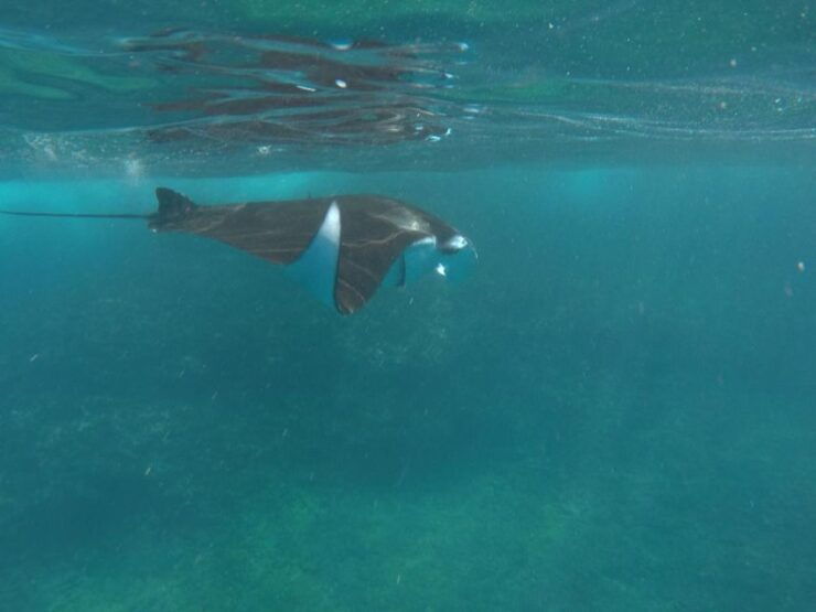 From Bali: Manta Tour in Nusa Lembongan and Nusa Penida - Experience Highlights