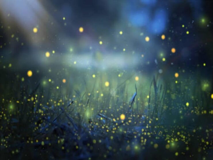 From Bali: Night Fireflies Tour & Balinese Cultures Insights - Key Points