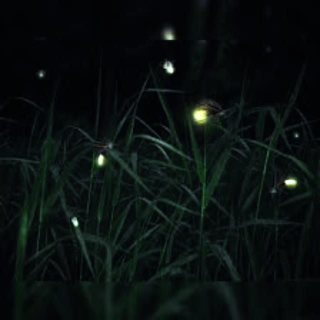 From Bali: Night Fireflies Tour & Balinese Cultures Insights - Detailed Itinerary