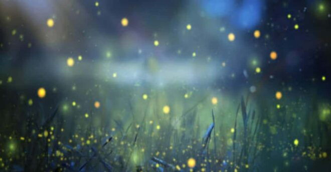 From Bali: Night Fireflies Tour & Balinese Cultures Insights - Highlights of the Experience