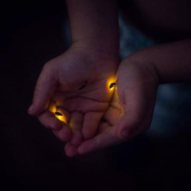 From Bali: Night Fireflies Tour & Balinese Cultures Insights - Customer Experiences