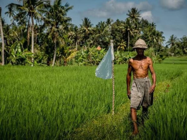 From Bali: Night Fireflies Tour & Balinese Cultures Insights - Local Cultural Insights