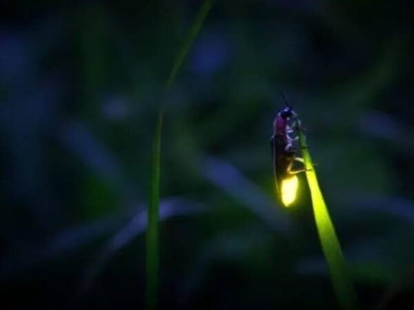 From Bali: Night Fireflies Tour & Balinese Cultures Insights - Additional Activities Offered