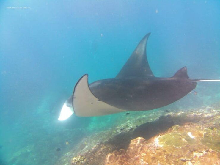 From Bali: Nusa Penida Day Tour With Private Snorkelling - Itinerary Highlights