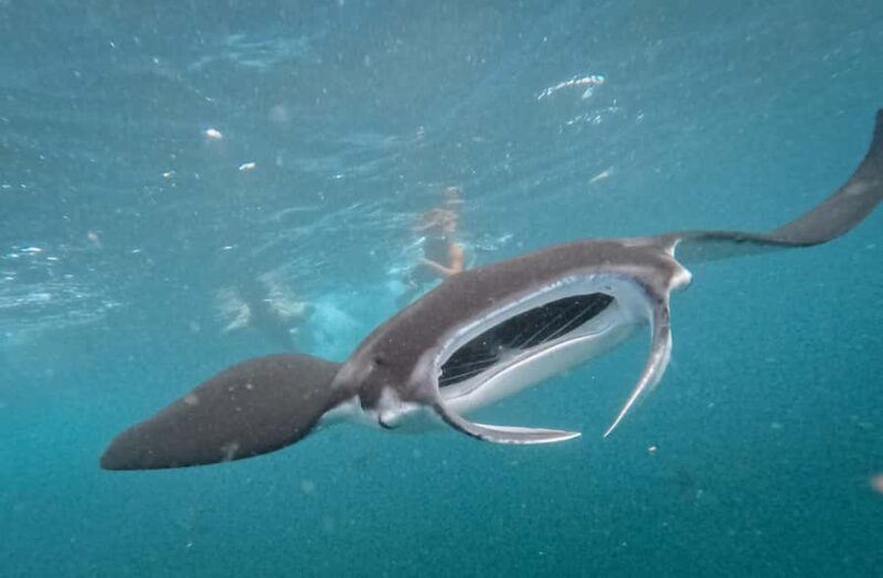 From Bali: Nusa Penida Manta Point Snorkel & Sacred Caves - Starting the Day: Hotel Pickup and Harbour Journey