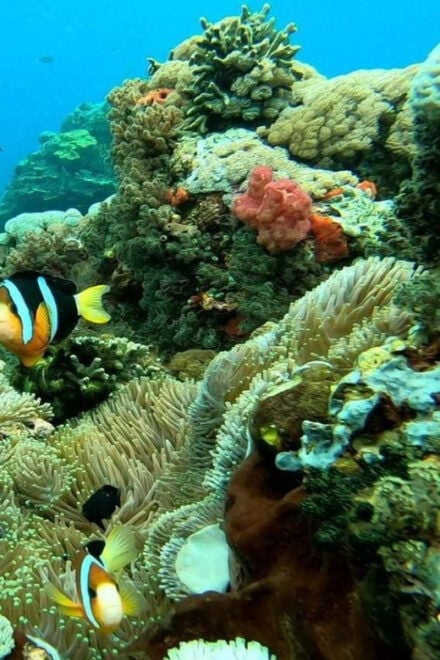From Bali: Nusa Penida Private Snorkeling and Land Tour - Important Information