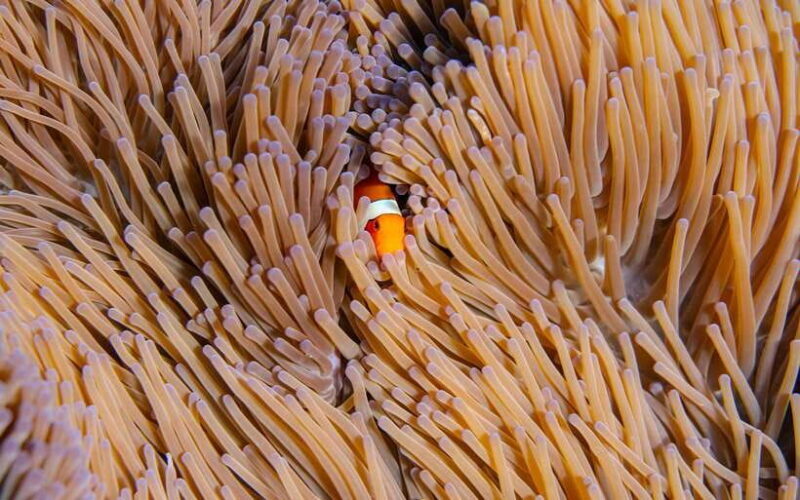 From Bali: Nusa Penida Private Snorkeling Tour with Lunch - A Deep Dive into the Experience