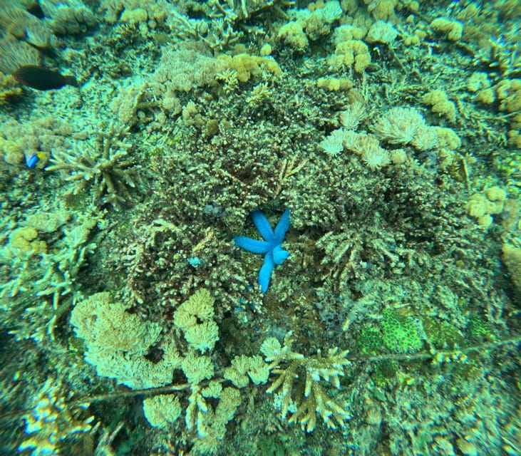 From Bali : Nusa Penida Snorkeling 3 Spots & Hotel Transfer - Snorkeling Experience