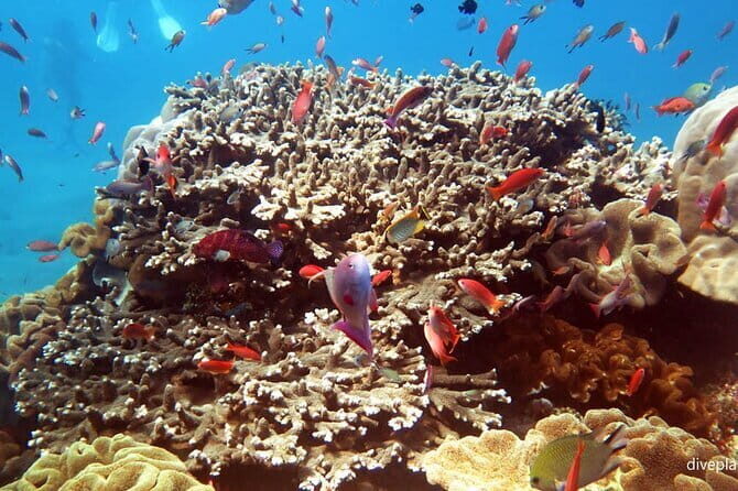 From Bali: Nusa Penida Snorkeling and Island Tour - Good To Know