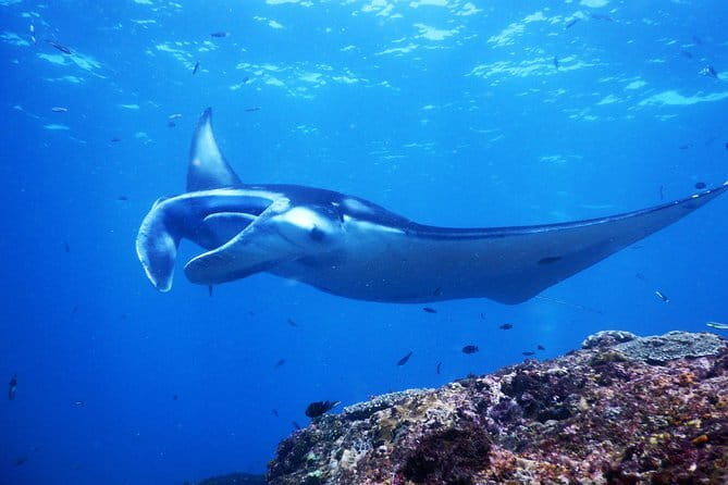 From Bali: Nusa Penida Snorkeling and Island Tour - FAQ: Practical Questions