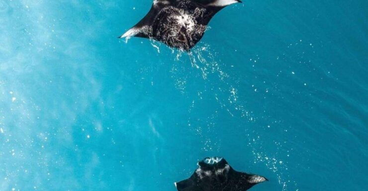 From Bali : Nusa Penida Snorkeling and West Tour Inclusive - Booking Details