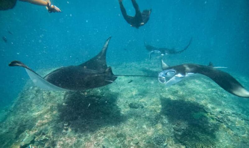 From Bali: Penida 3-Spots Manta Snorkel & Guyangan Waterfall - Good To Know