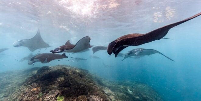 From Bali Snorkling Manta Point Nusa Penida & Land Tours - Inclusions and Exclusions