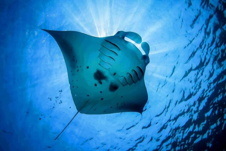 From Bali: Swim With Manta Rays in Nusa Penida - Pickup Options