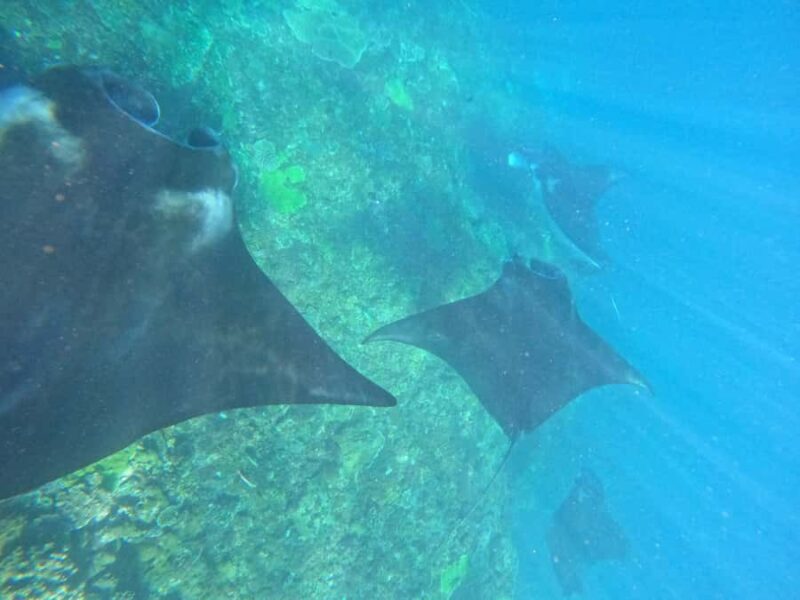 From Bali to Nusa Penida and Snorkel with Manta Ray + Lunch - An In-Depth Look at the Tour Experience