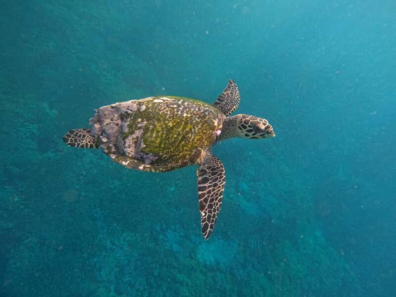 From Bali to Nusa Penida and Snorkel with Manta Ray + Lunch - Exploring the Bali to Nusa Penida Snorkeling & Manta Ray Tour