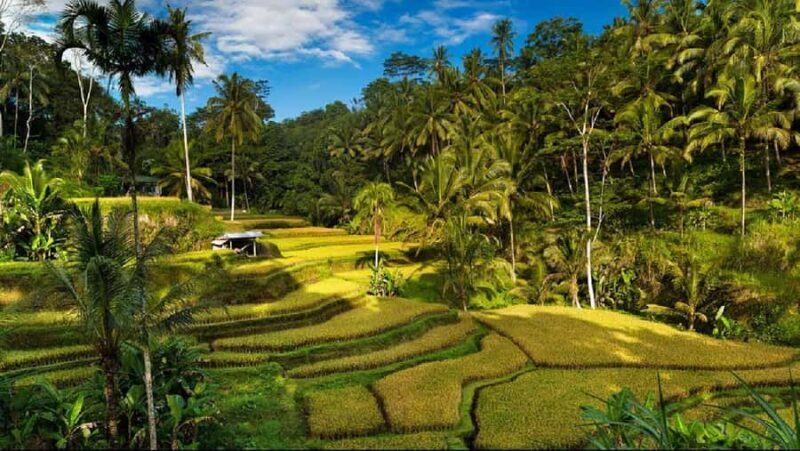 From Bali: Ubud Highlights Tour with Customizable Itinerary - The Transport & Pickup