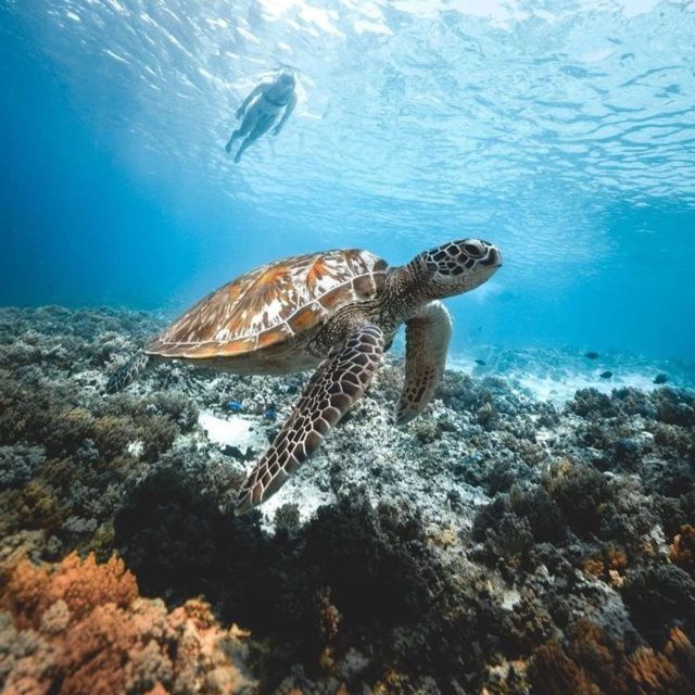 From Bali: West Nusa Penida & Snorkeling Full Day Tour - Customer Service Experience Highlights