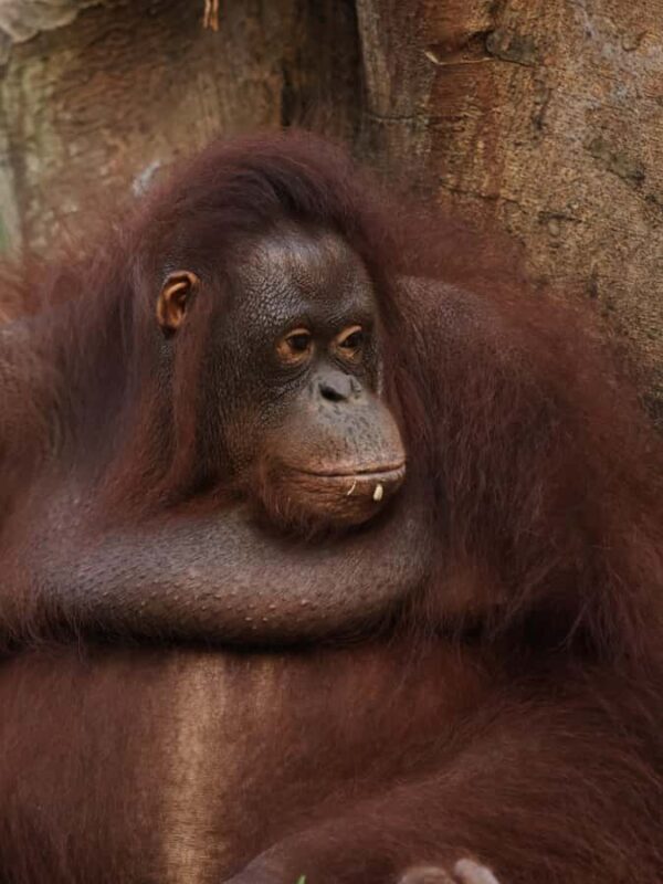 From Bali: Zoo Breakfast with Orangutans & Elephant Bath - Good To Know