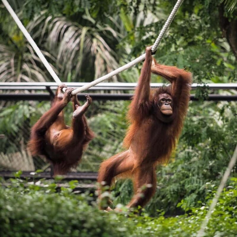 From Bali: Zoo Breakfast with Orangutans & Elephant Bath - The Itinerary: What to Expect