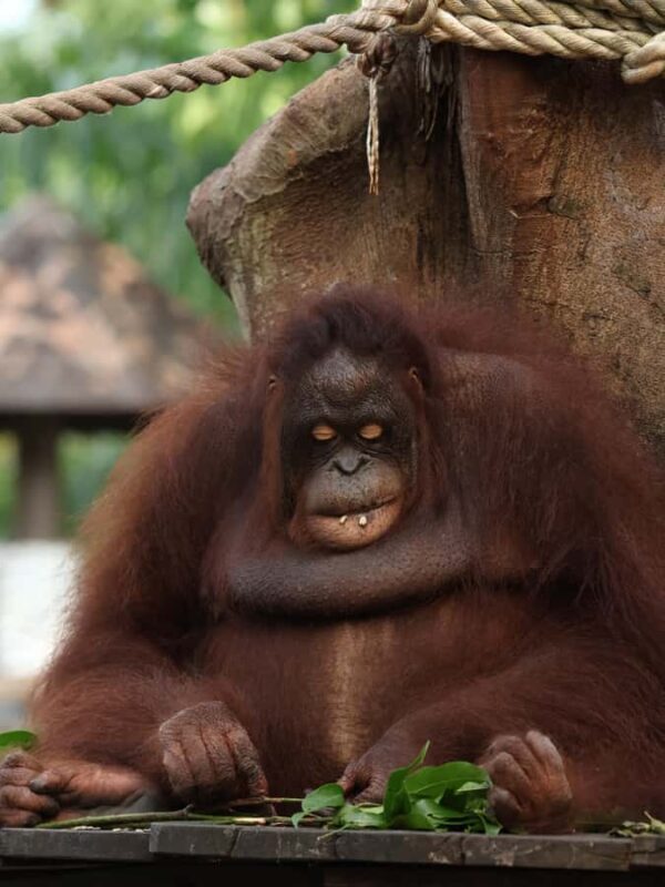 From Bali: Zoo Breakfast with Orangutans & Elephant Bath - FAQs